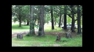 preview picture of video 'Urbenville Forest Park NSW Camping and Vans'