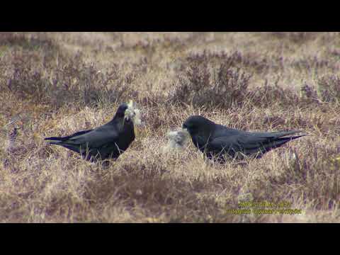 KORP  Common Raven  (Corvus corax)  Klipp - 2207