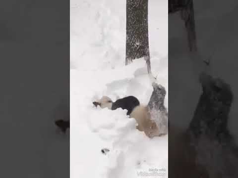 1 декабря 2018 г.