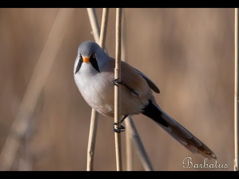BIGOTUDO | BEARDED TIT | Panurus biarmicus