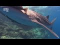 Китовая акула 