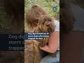 A Woman Was Reunited With Her Dog After It Got Stuck In A Storm Drain Itvnews Scotland