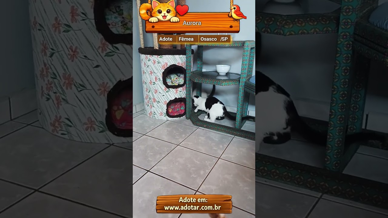 Gato raça SRD-ViraLata idade 2 a 6 meses nome Aurora