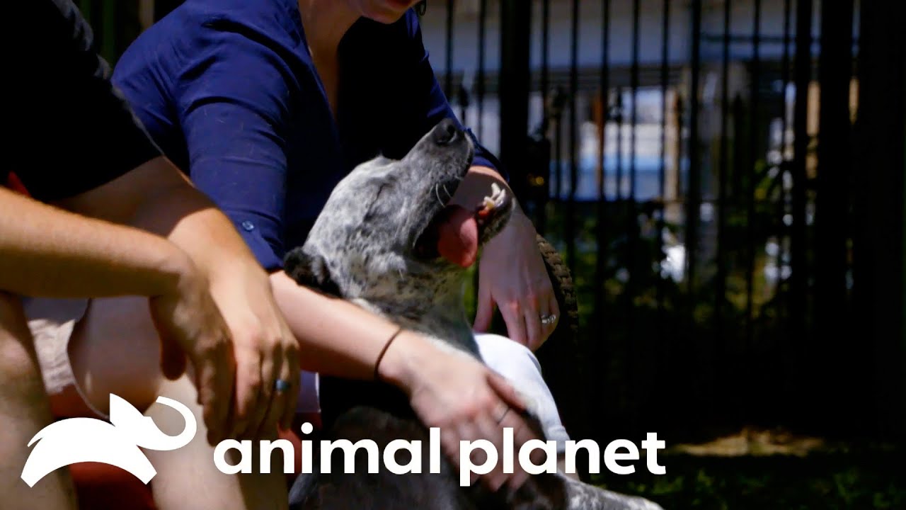 Will Adoption Tear this Couple Apart?! | Pit Bulls and Parolees | Animal Planet