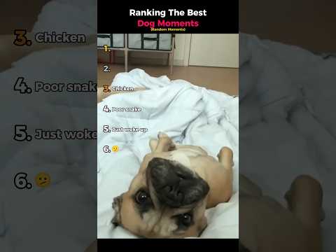Ranking The Best Dog Moments (Random Moments)