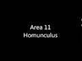 Area 11 - Homunculus 