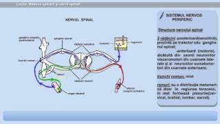 Măduva spinării și nervii spinali