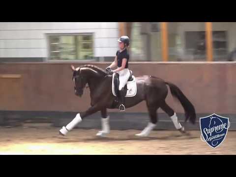 'Diamante' 2016 Hanoverian Mare