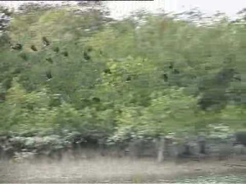 Sundarbans video