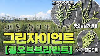 침엽수계의 대 혁명 part.2 !! 침엽수 중의 최고의 수종! 그린자이언트 & 킹오브 브라반트 2편 입니다…
