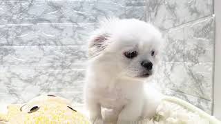 ハーフ犬の動画01