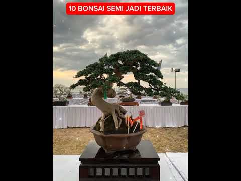 30 BONSAI DIKONTES LABUHAN SANG RAMA BULELENG 2023