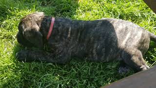 Video preview image #13 Mastiff Puppy For Sale in FULTON, NY, USA