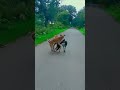 Dog Xxx