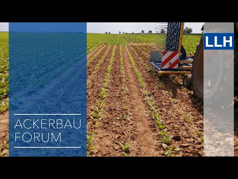 Ackerbauforum Schädlinge in Zuckerrüben