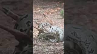 python killing impala #python #impala #deer #hunting #subscribe #ytshorts #hunted #hunter