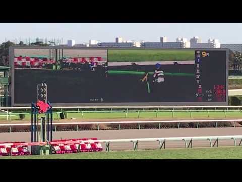 2019年11月30日　中山競馬場　9R 葉牡丹賞　ライブ