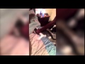 Video shows cat beaten and choked