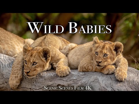 Wild Babies Amazing World Of Young Animals