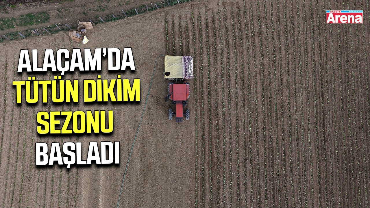 Alaçam’da tütün dikim sezonu başladı