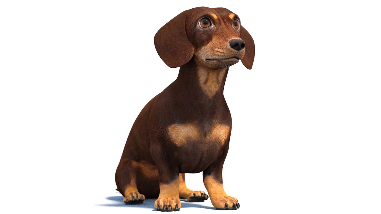 Rigged Dachshund Dog 3D Model