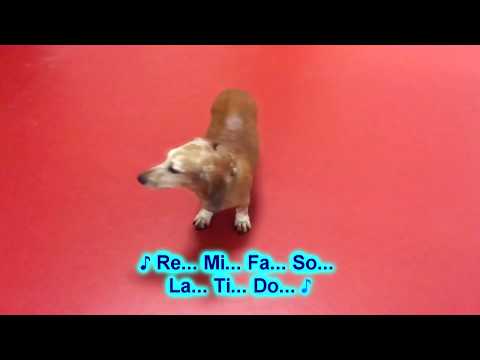 Helenka - I Singe Es Lied Lyrics Video