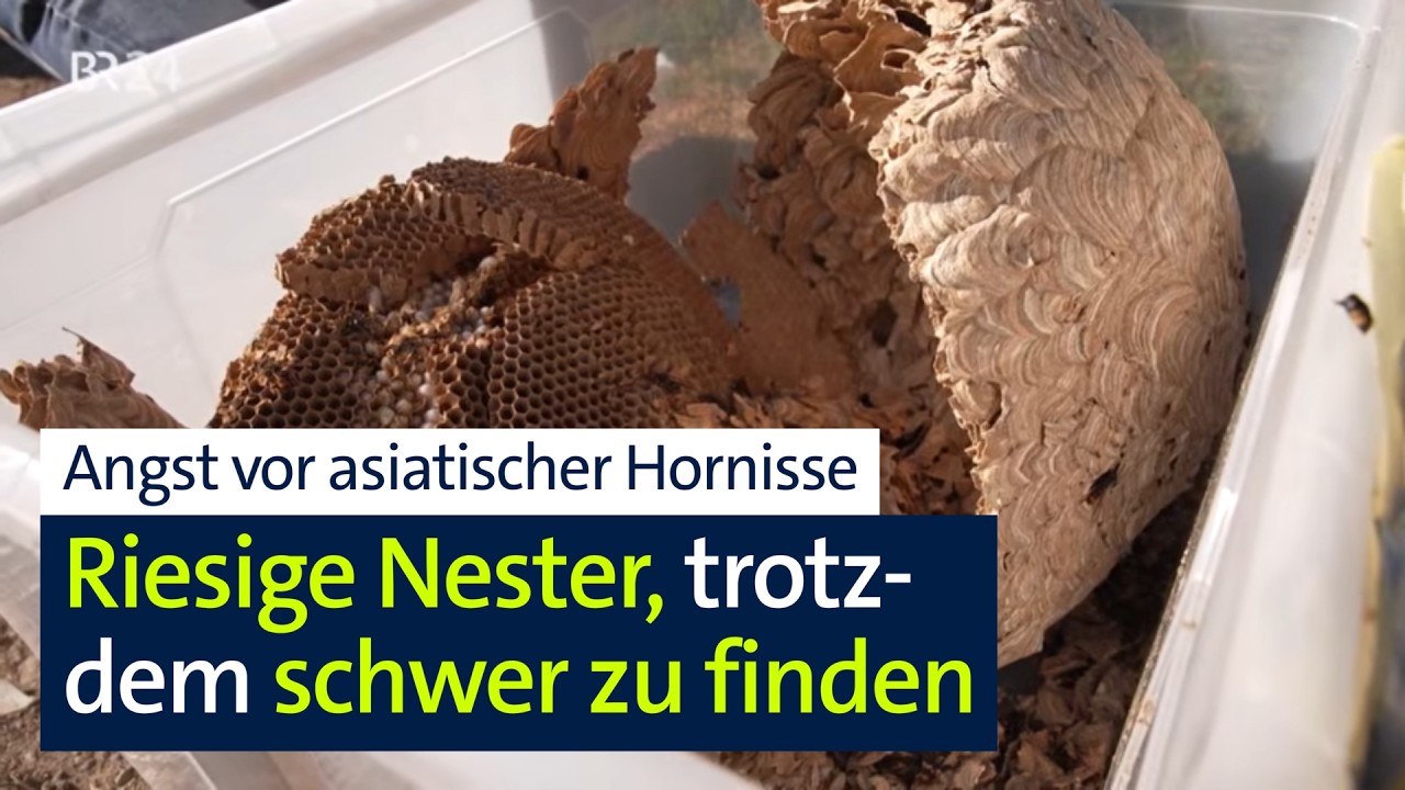 Asiatische Hornisse: Invasive Art bedroht Bienen – Nester nur schwer auffindbar | Abendschau | BR24