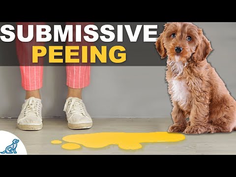 STOP Your Dog From Peeing When Greeting People