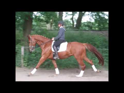 LUCIANO 5j. v. Londontime - Rosentau - for sale