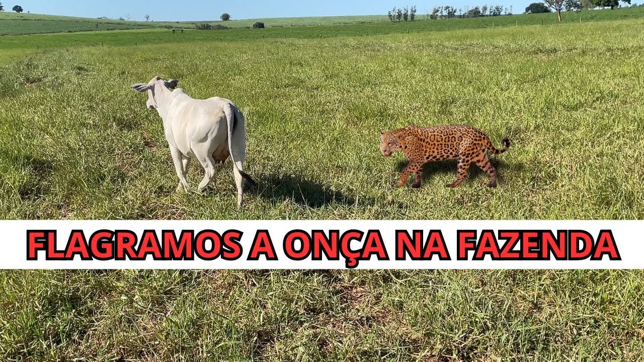 A ONÇA MATOU UM BEZERRO E MACHUCOU UMA VACA