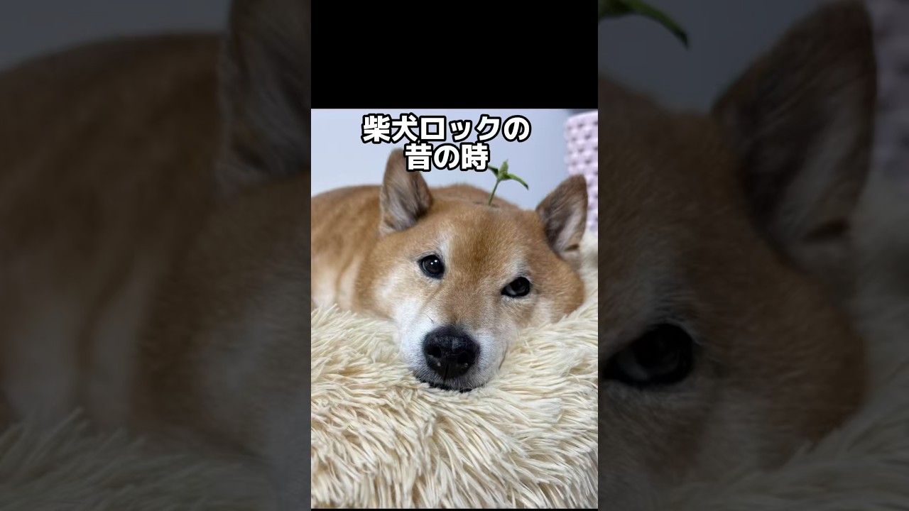 柴犬ロックのパピーの時を見てね！　#柴犬ボブ