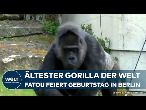 Video Thumbnail: BERLIN: Tierische Rekordhalterin! ältester Gorilla der Welt - Fatu ist eine lebende Legende