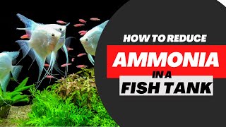 How To Reduce Ammonia In A Fish Tank FAST!! (10 Easy Steps)