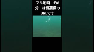 カヤックの後ろに乗って ＃ジップロック　に　＃カメラ　を入れて　＃水中　を撮影しました