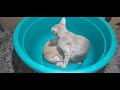 Funny Cute Pet Street Wild Cat Kitten Dog Animal Bird Fish Viral Shorts Video Clickslick