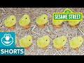 Sesame Street Counting By Two S