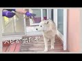 ヘビに遭遇してビビって逃げ回る犬【シベリアンハスキー】