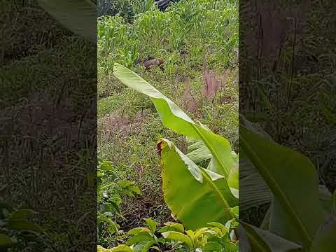 Hermosa venado, vista en paleton, municipio de Jambalo Cauca.