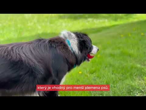 Spolehlivé výcvikové obojky pro psy od Dogtrace