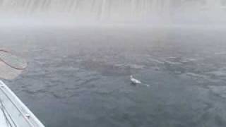 preview picture of video 'Fly Fishing at Bull Shoals Dam on the White River, Arkansas, Part 1'