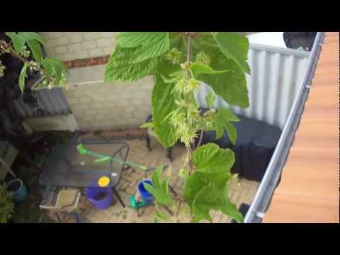 hallertau hops first season flowers
