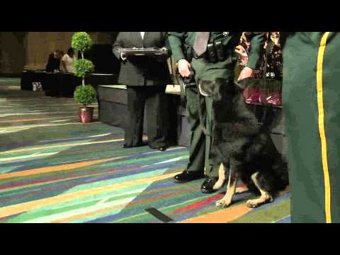 K-9 Kenzo Awarded Medal of Honor