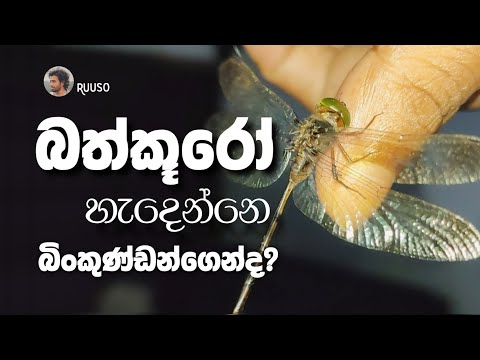 බත්කූරෝ | Dragonflies | රූසෝ | Ruuso | @RuusoOfficial