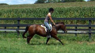 preview picture of video 'SpiritAugust2011-flatwork.AVI'