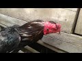 Ayam Pukul Terbang Jiling Birkok