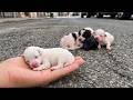 Those tiny abandoned puppies... I cried when I watched this video. They've just been born DEFAULT Thumbnail