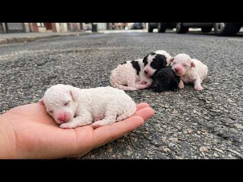 Those tiny abandoned puppies... I cried when I watched this video. They've just been born