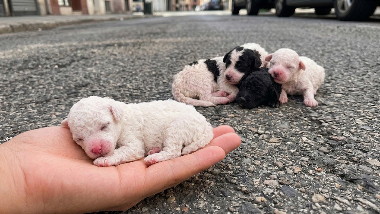 Those tiny abandoned puppies... I cried when I watched this video. They've just been born