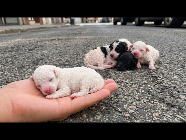 Those tiny abandoned puppies... I cried when I watched this video. They've just been born SDDEFAULT Thumbnail