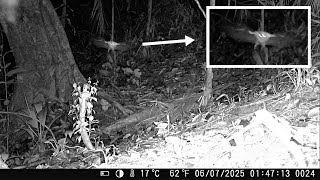 VOCÊ NUNCA MAIS VAI QUERER ENTRAR NA MATA DEPOIS DE VER ESTE VÍDEO!